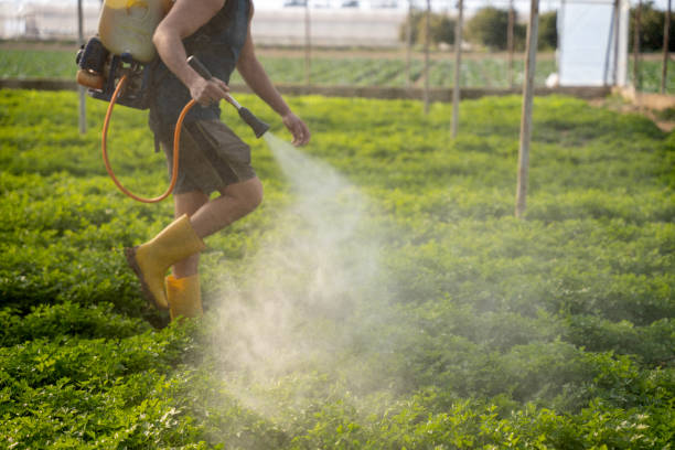 Best Ant Control Services  in Fort Valley, AZ